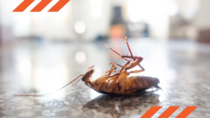 DIY pest control vs professional