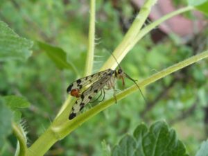 Flying insect control indoors